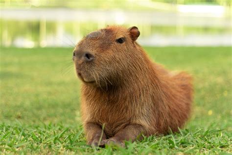 Of course there is a capybara café in Tokyo - Boing Boing