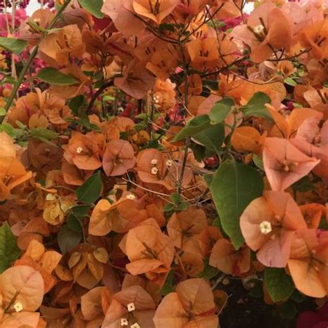 Bougainvillea 'California Gold' - murvafürt | Florapont