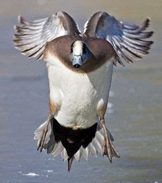 44 Widgeon ideas | widgeon, waterfowl, duck hunting