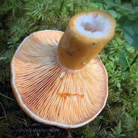 Lactarius deterrimus: The Ultimate Mushroom Guide