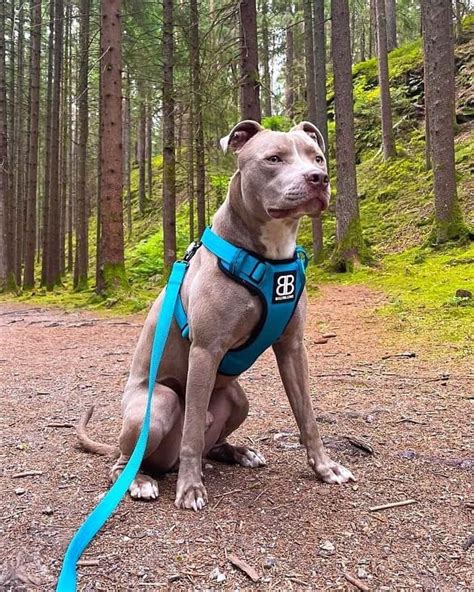 Champagne Pitbull: Get to Know This Rare Pitbull Color