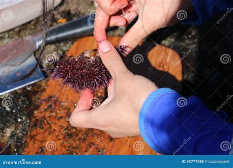 Woman Cuts Open Sea Urchin. Stock Photo - Image of group, dish: 92777088