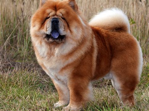 Chow Chow: Breed Profile & Information | Spot Canada