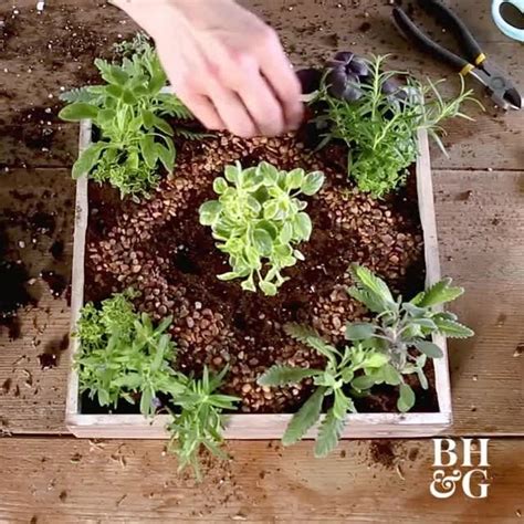 mini herb garden  takes  hour      part