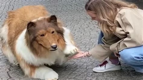 Watch: Japan Man Transforms into 'human dog', spends $20K to Get the Look