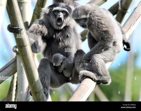 Silvery gibbon hi-res stock photography and images - Alamy