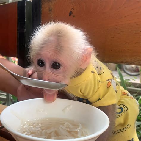 Bibi's - Monkey BiBi obediently went to breakfast with his father