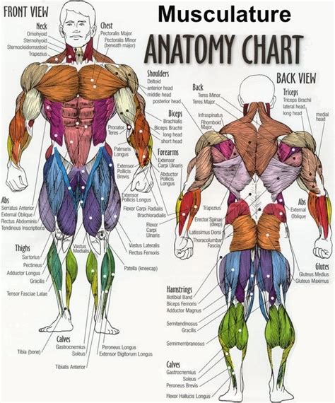 Human anatomy diagram picture ~ Human Anatomy