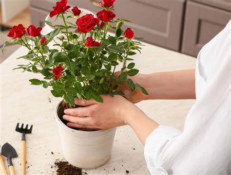 Ways to Prevent Powdery Mildew on Your Potted Roses