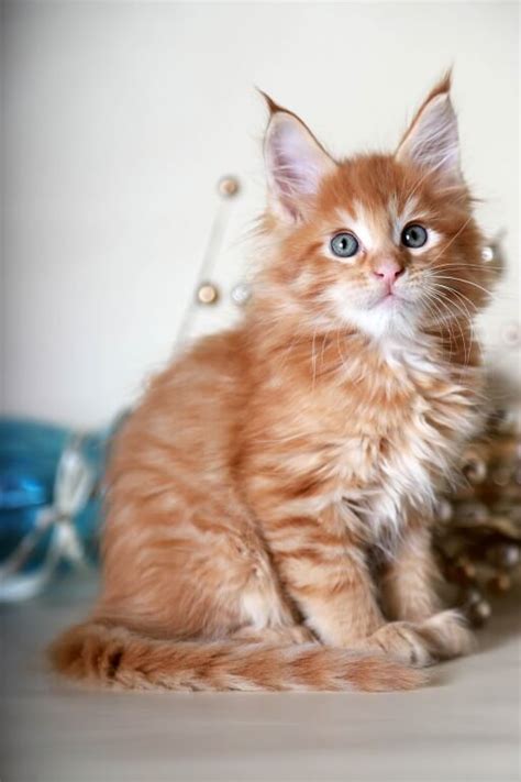 Котенок рыжий мейнкун купить в питомнике Bastet