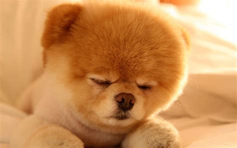 Boo Dog Wallpapers - Wallpaper Cave