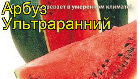 Арбуз Ультраранний Описание Сорта Фото Отзывы — Картинки фотографии
