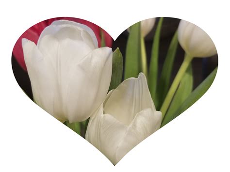 White Tulips Flower Heart Free Stock Photo - Public Domain Pictures