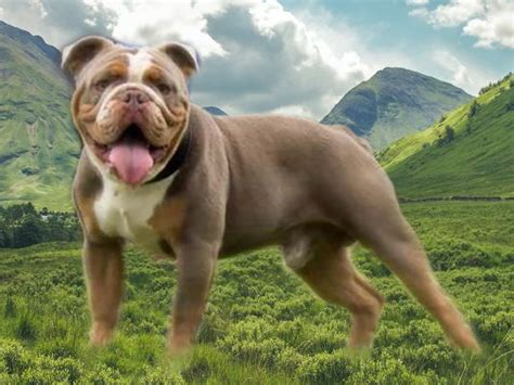 Old Tyme Bulldog Dog Breed | UKPets