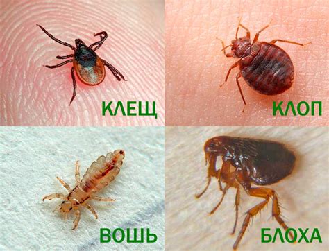 Как вывести блох у кота?