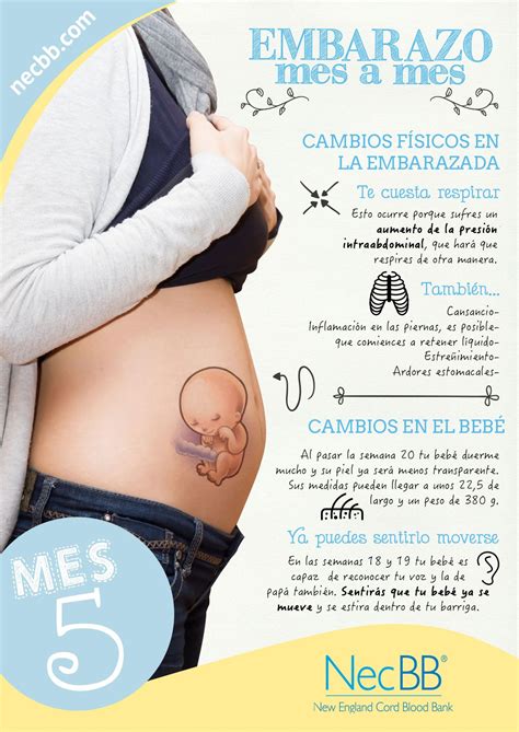 Gestantes De 5 Meses - Grávida 5 Meses – Como calcular a idade gestacional em semanas e meses ...