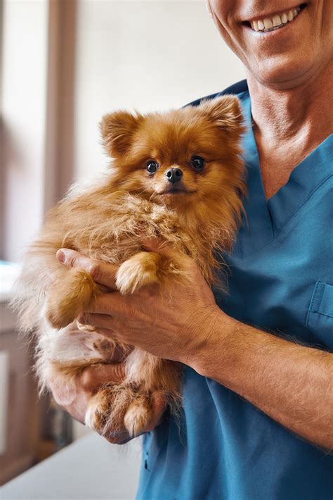 Financing | Calgary, AB | Auburn Bay Veterinary Clinic