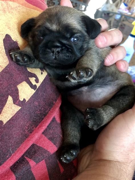 Bear Cub or Pug Puppy? : r/pugs