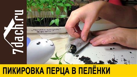 Пикировка перцев в пелёнки - 7 дач - YouTube