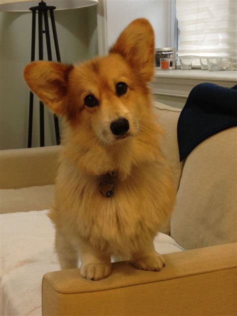 long haired corgi!! | Corgi, Cute dogs and puppies, Pembroke welsh corgi