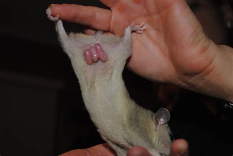 Baby brazilian short tailed opossums. A pouch less marsupial. Marsupial, Opossum, Bitty Baby ...