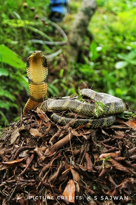 King Cobra Nest 5 Amazing Facts About The King Cobra | PetMojo