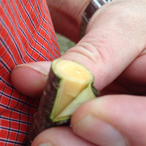 Time to graft? - General Fruit Growing - Growing Fruit