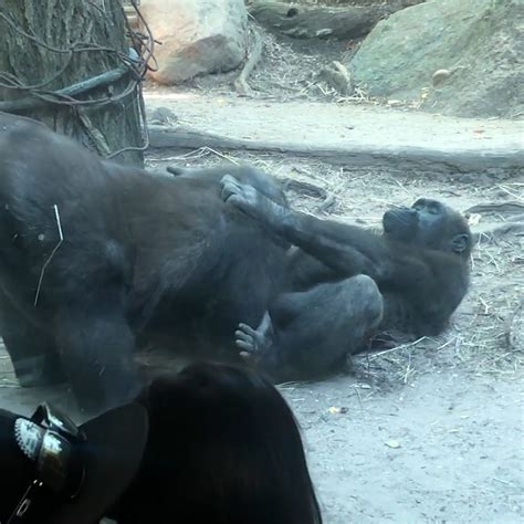Bonobos Oral