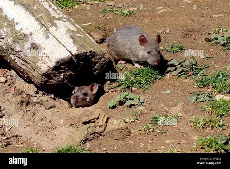rats nest high resolution stock photography  images alamy