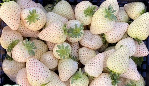 Біла полуниця виходить на ринки Європи – AgroReview