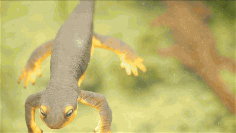 Salamander гифки, анимированные GIF изображения salamander - скачать ...
