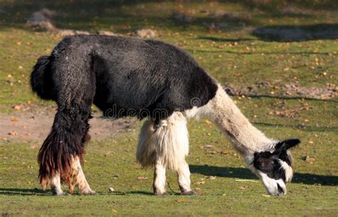 alpaga syn  pacos del vicugna pacos della  fotografia stock