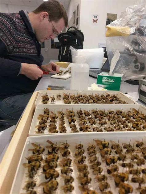 The buzz about bumble bees isn't good - ScienceBlog.com