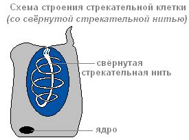 Гидра