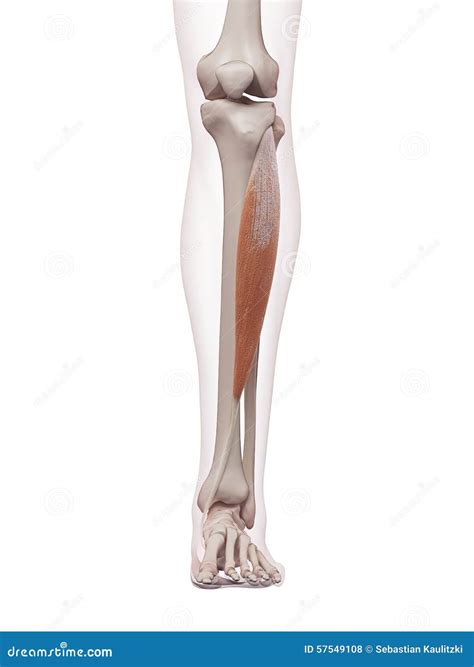 The tibialis anterior stock illustration. Illustration of medical