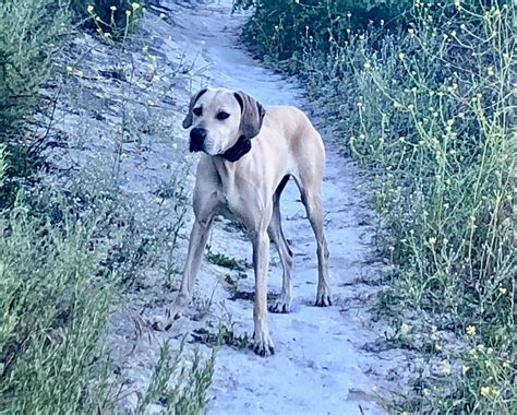 Black Mouth Cur History and How He Got His Name - Northern California