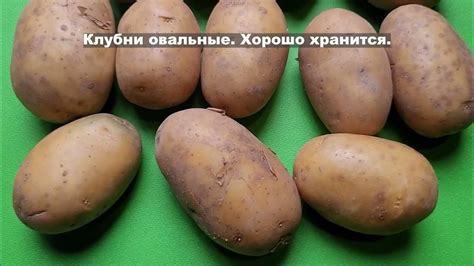 Сорт картофеля Вега. Potato seeds Vega. - YouTube