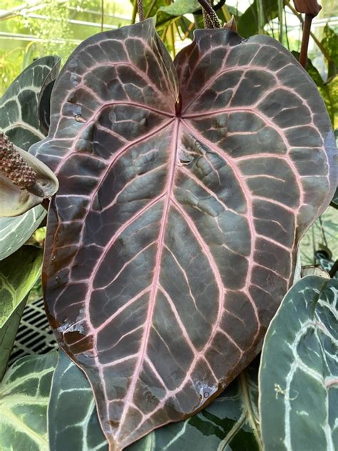 anthurium nse red crystallinum seedling nse tropicals