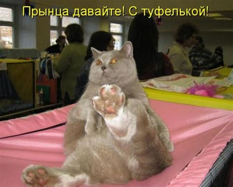 Толстые коты (подборка котоматрицы)