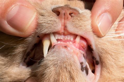 Understanding Feline Resorptive Lesions: Symptoms, Diagnosis, and