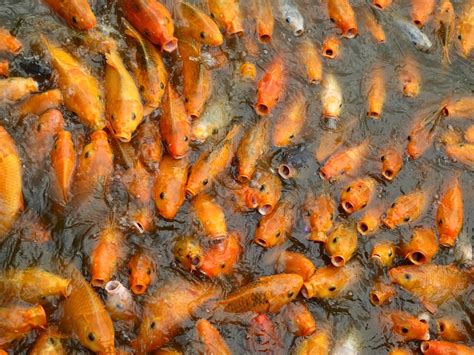 Koi Zlatá Rybka Ryba - Fotografie zdarma na Pixabay - Pixabay