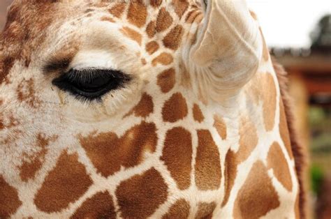 Premium Photo | Giraffe head