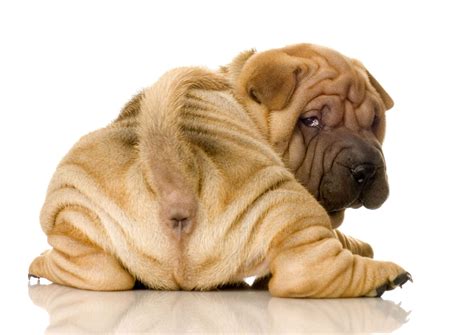 DIY Advice For Expressing Your Dog's Anal Glands | Dog Anal Glands