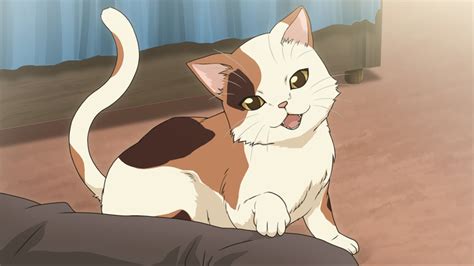 Кошки, котики, коты 🐈 / Коллекции