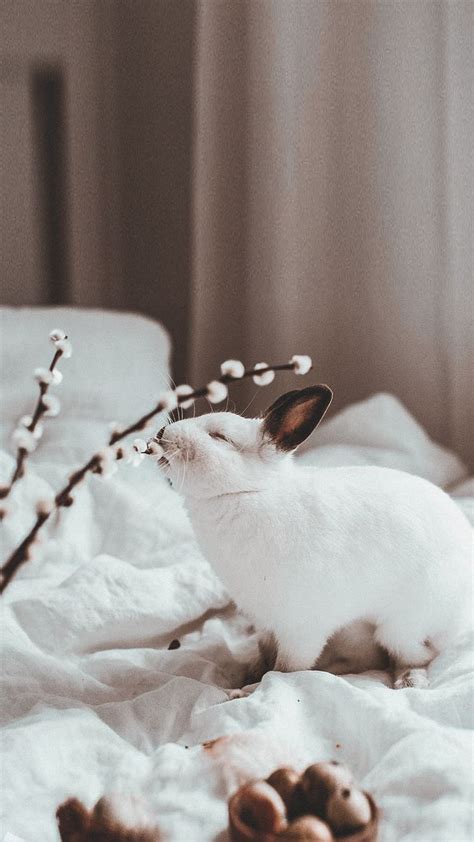 a small white rabbit sitting on top of a bed next to some nuts and flowers