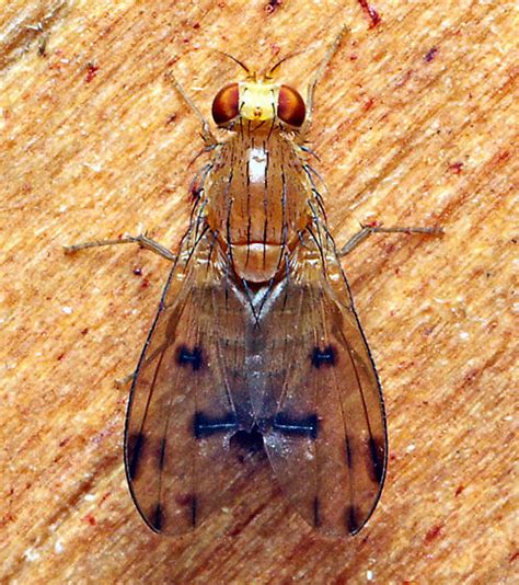Homoneura? - Homoneura - BugGuide.Net