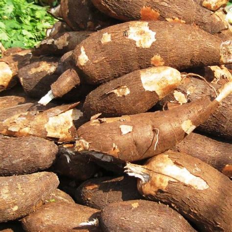 cassava farming  nigeria      veggie grow