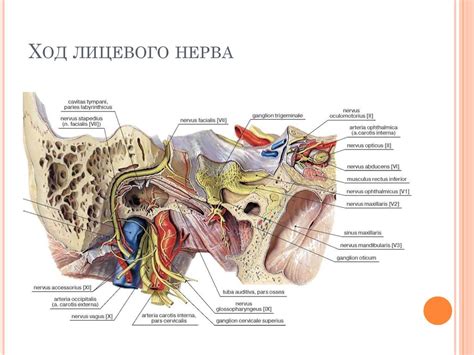 Анатомия среднего уха - презентация онлайн