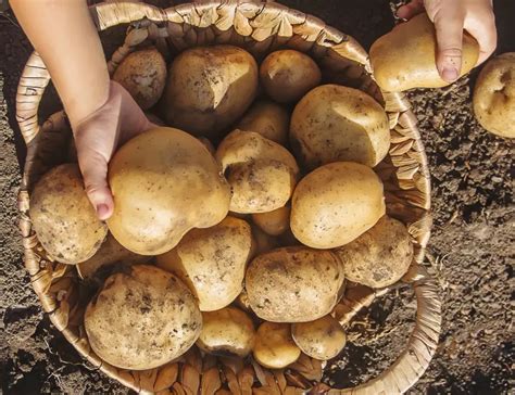 Картофът - плод или зеленчук е? | Actualno.com