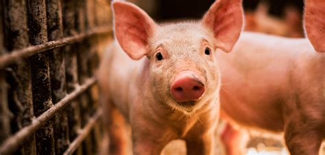 Pig Picture - PictureMeta